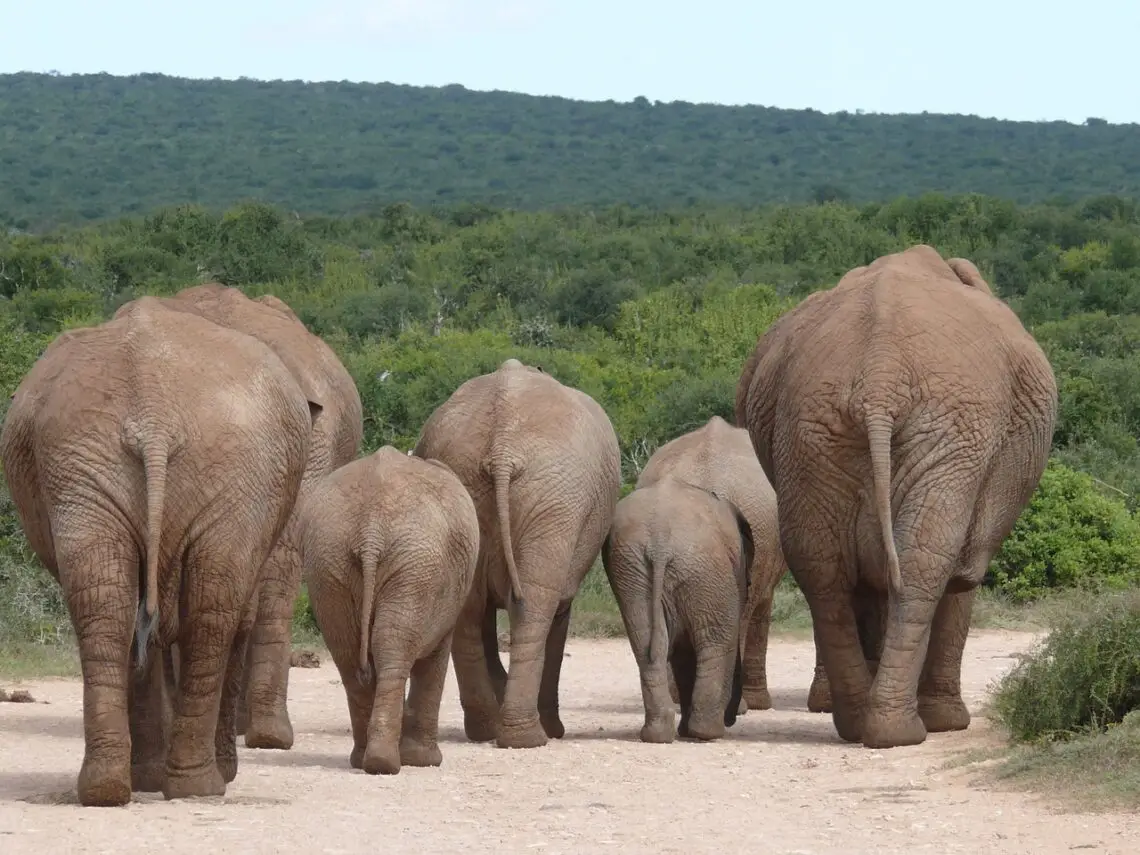 Etosha