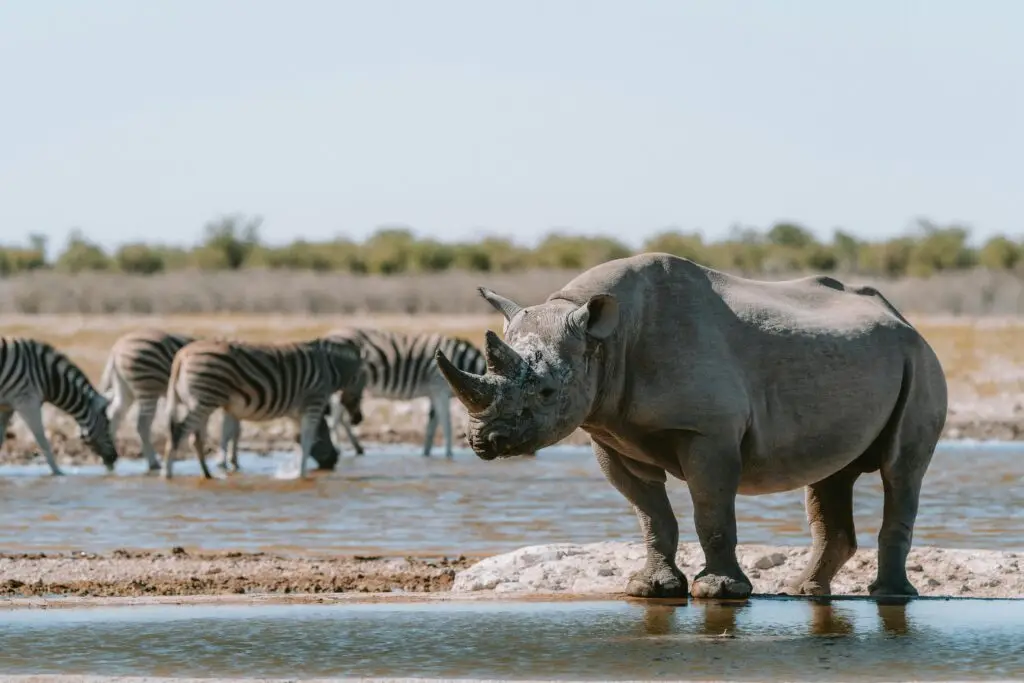 Etosha Namibia