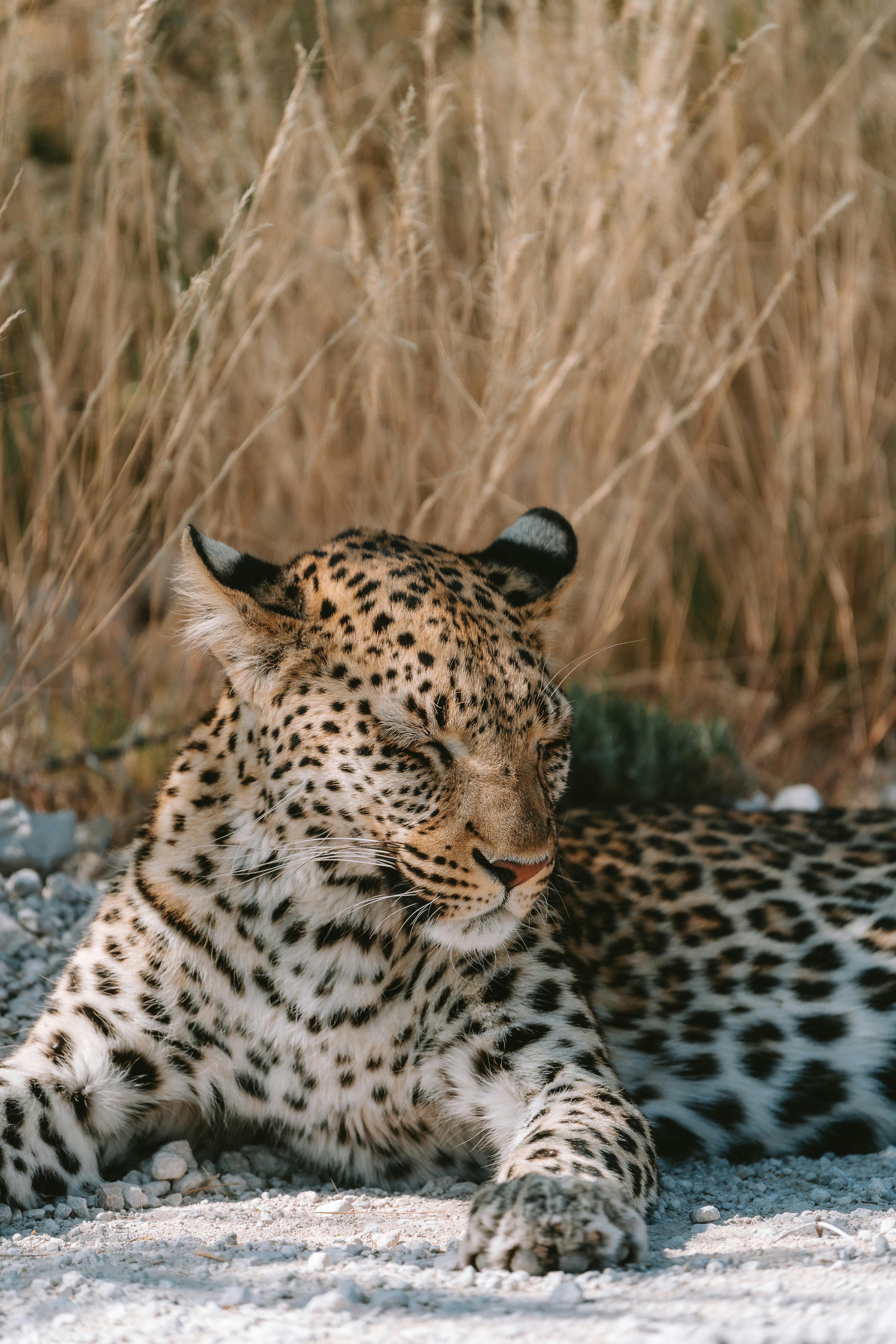 Etosha 